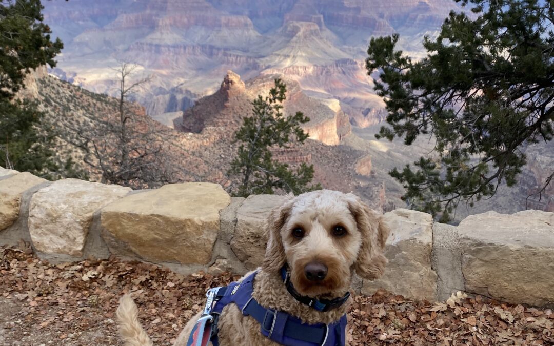 Dog Friendly US National Parks