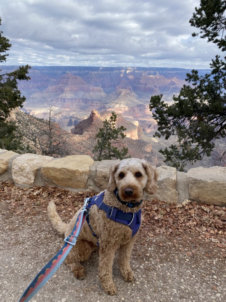 The Grand Canyon is a more dog friendly US National Park than you might imagine.
