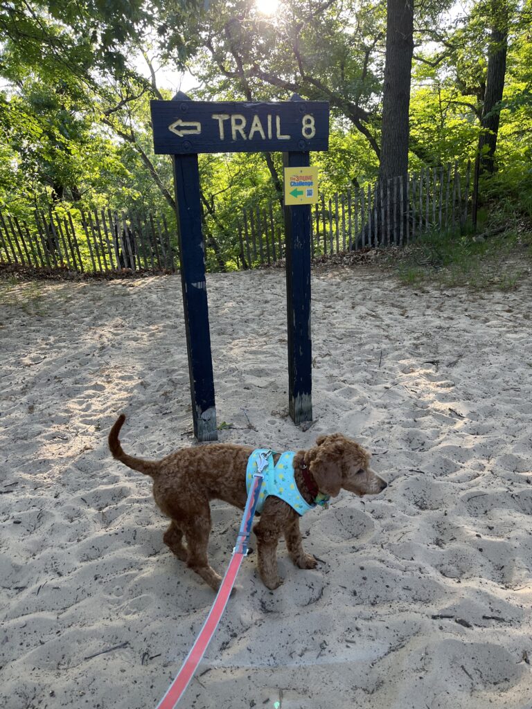 Hit the three dune challenge with your dog in the pooch friendly Indiana Dunes National and State Parks.