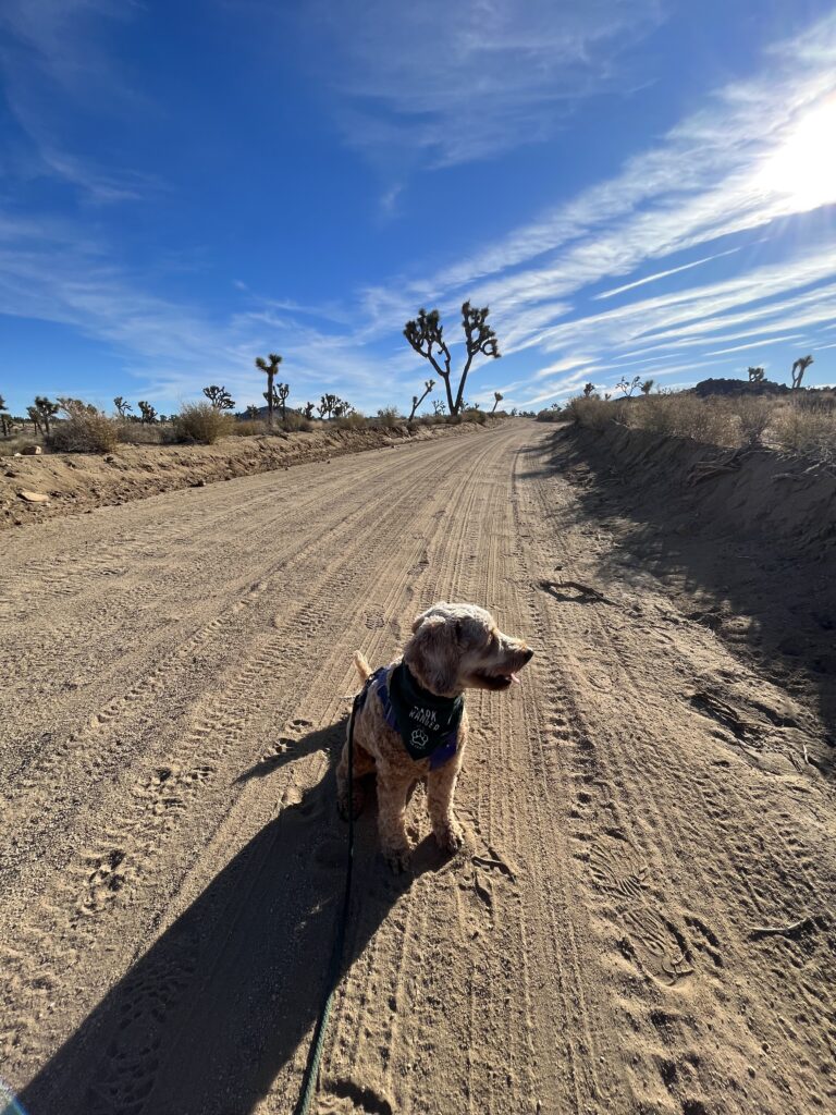 Joshua Tree doesn't permit dogs on the trails but they can hike the dirt roads in this US National Park.