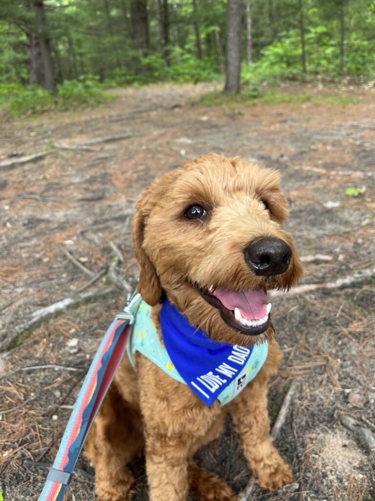 Cotopaxi is all smiles hiking the dog friendly Lost Lake in Interlochen Michigan.
