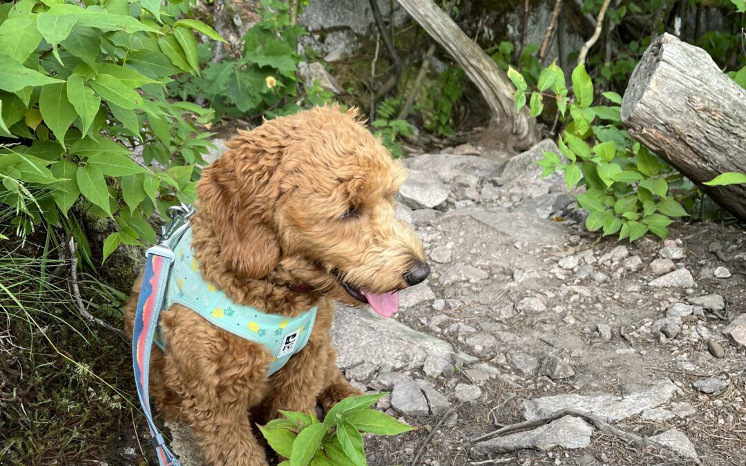 Five Dog Friendly Hikes in Northern Michigan
