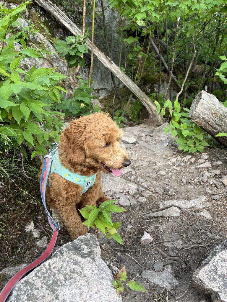 Atop the dog friendly mountain summit of Hogback Mountain in Michigan.