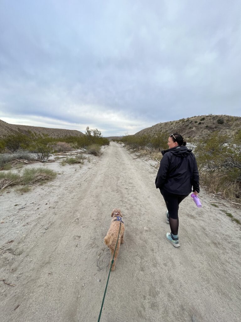 Mission Creek Preserve in Desert Hot Springs is a great dog friendly hiking area in the Coachella Valley.