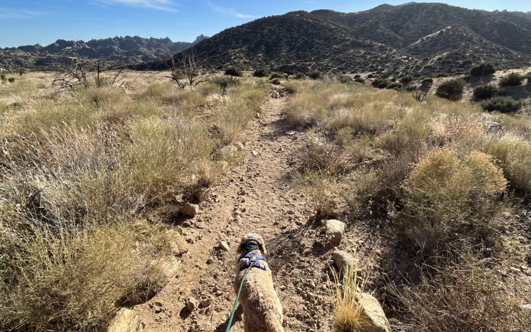 Dog Friendly Hikes in Coachella Valley