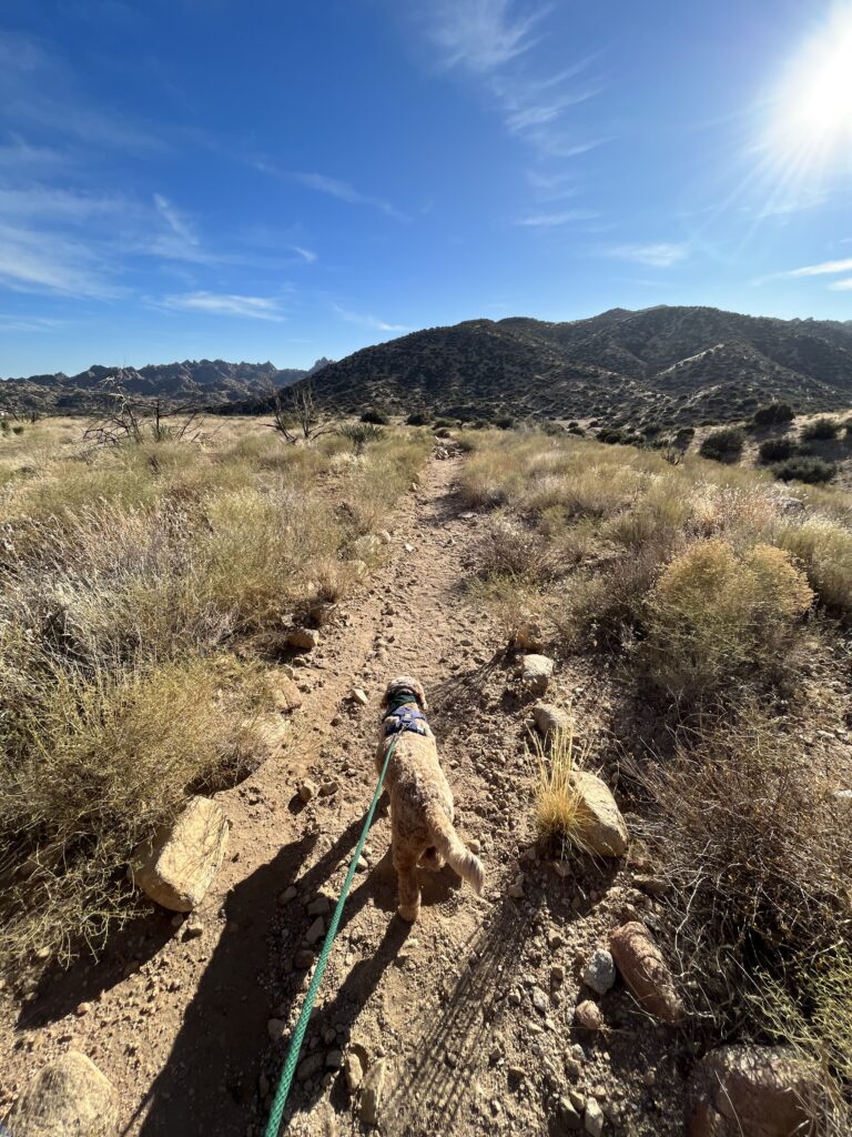 Pionertown Mountains Preserve has several dog friendly hiking trails in Coachella Valley.