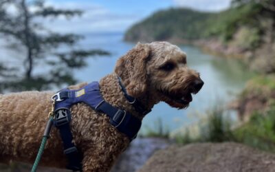 Dog Friendly Atlantic Canada Hiking Trip