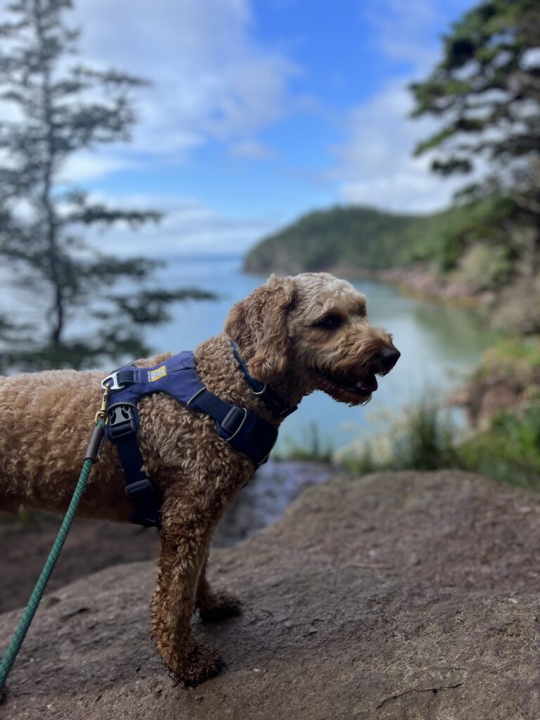 Fundy National Park in New Brunswick offered a great variety of dog friendly hiking trails.