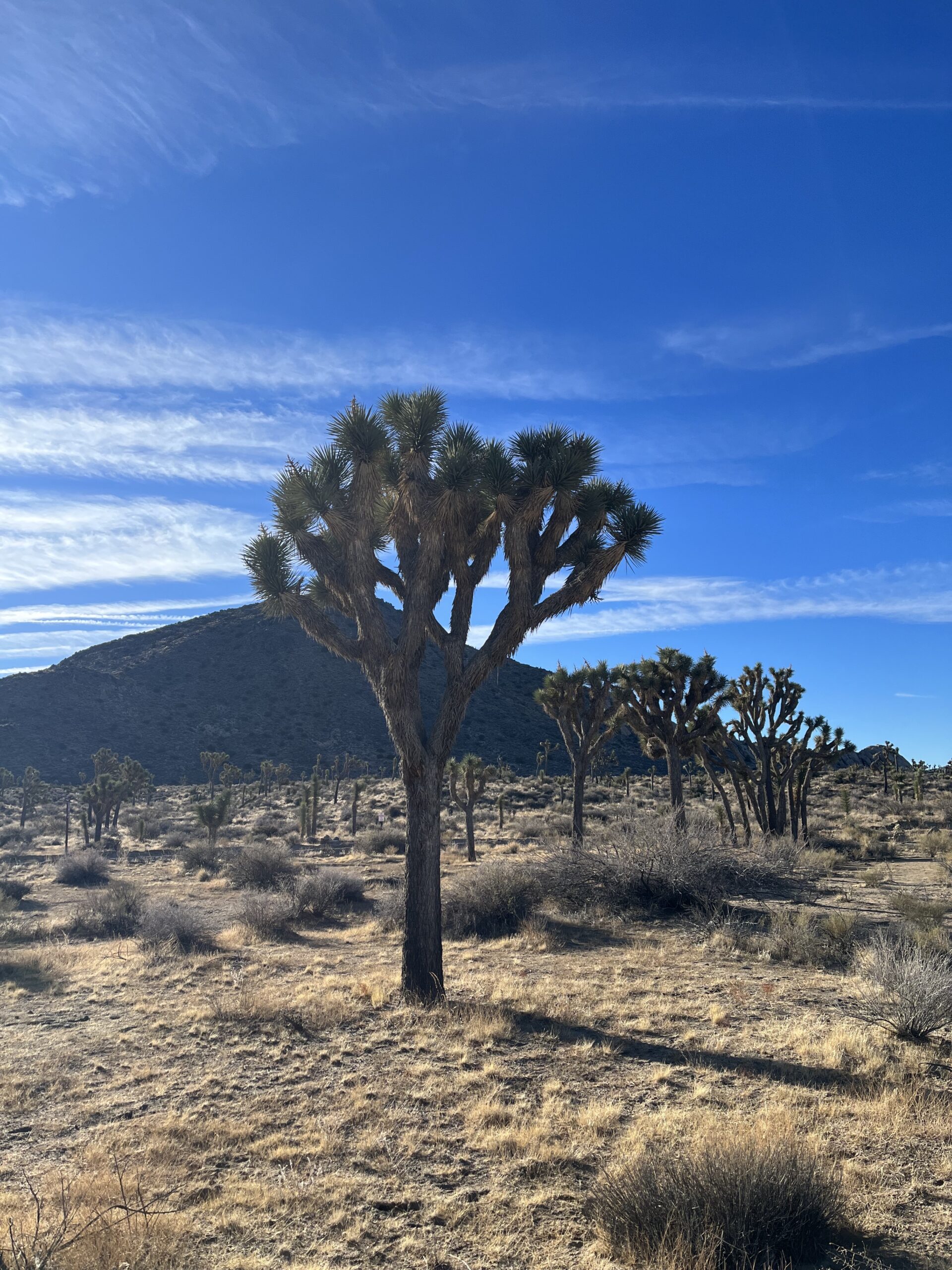 Joshua Trees on the Hiking Trail in the hi-desert National Park with the same name!