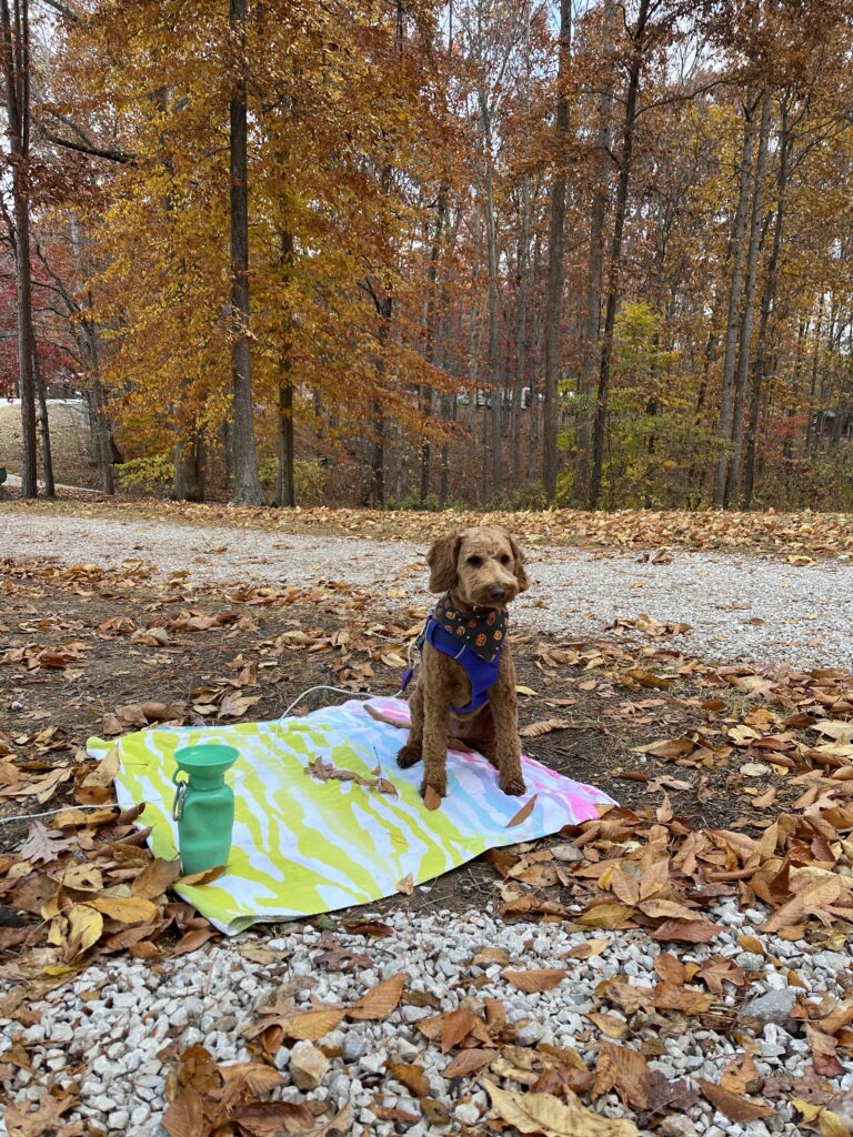 Cotopaxi camping at Lago Linda Hideaway in Red River Gorge. There are great trails on the grounds for dogs to explore!
