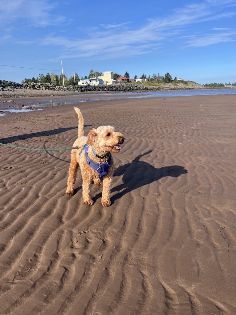 Cotopaxi loved his dog friendly Airbnb and private beach during low tide near Pictou Nova Scotia.