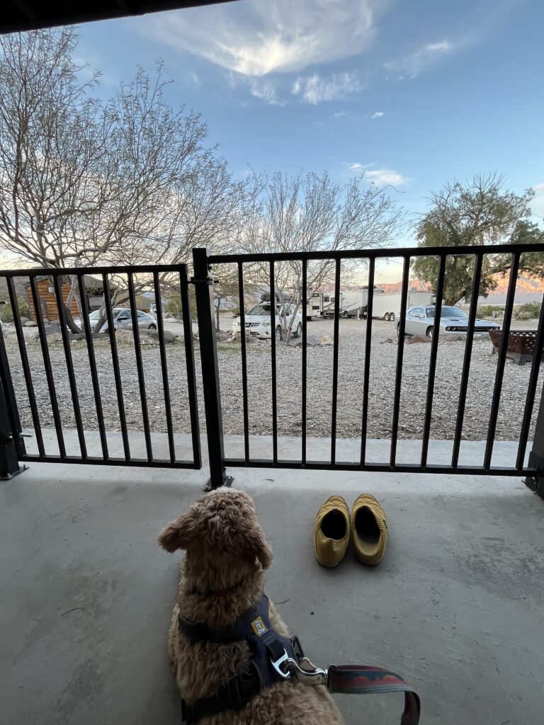 Cotopaxi enjoying the view from the front porch of the dog friendly Panamint Springs Cabins in Death Valley.