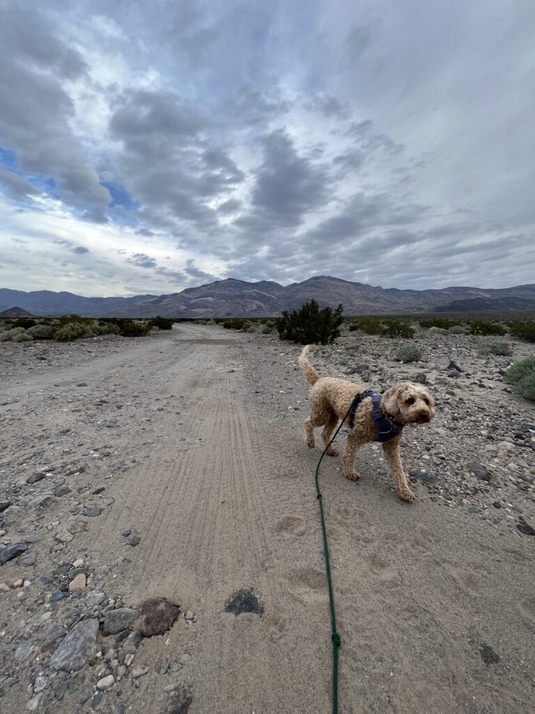 Out for a walk on the Panamint Dunes Dirt Road.