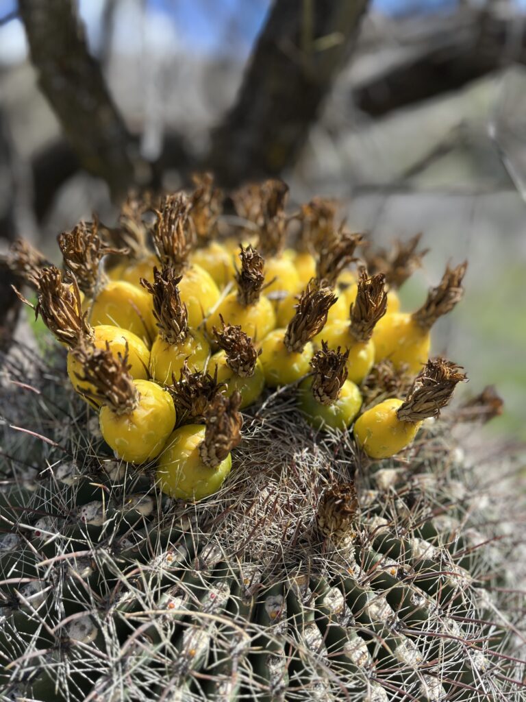 Cactus buds blooming on a Tucson Arizona Hike.
