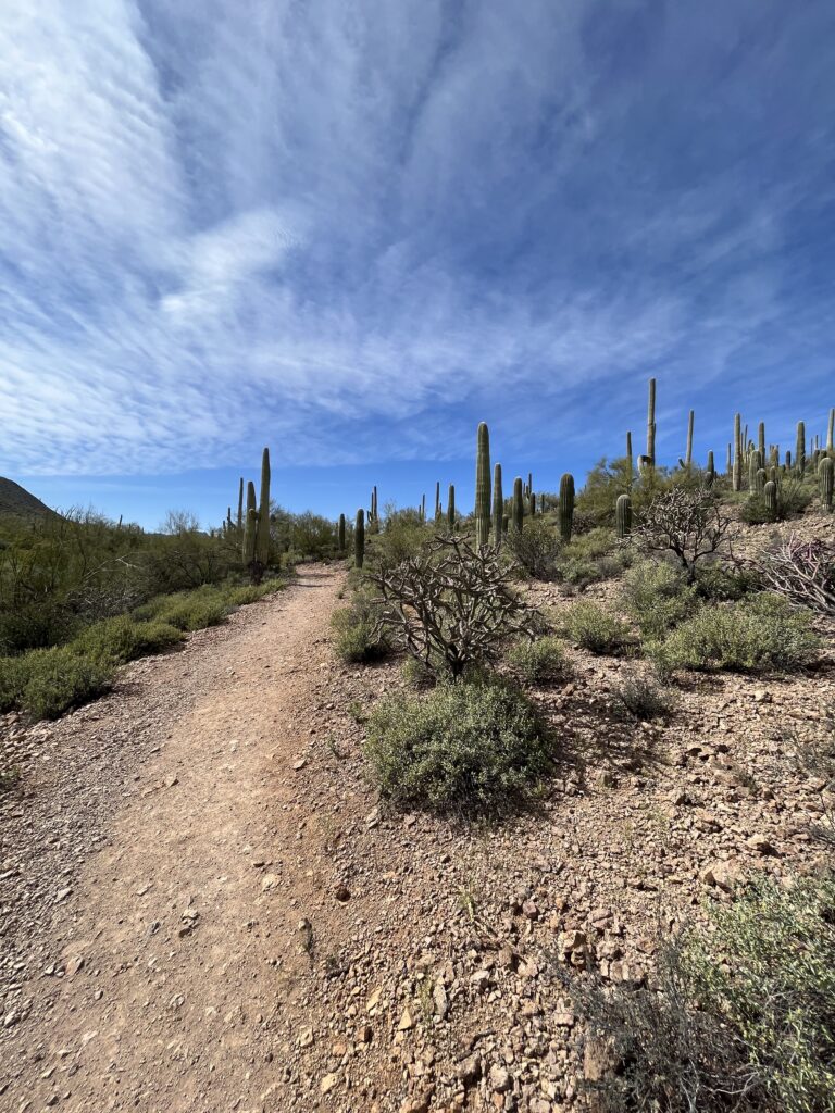 The Saguaro Cactus is the symbol of the American Southwest. But only grows in and around Tucson Arizona.