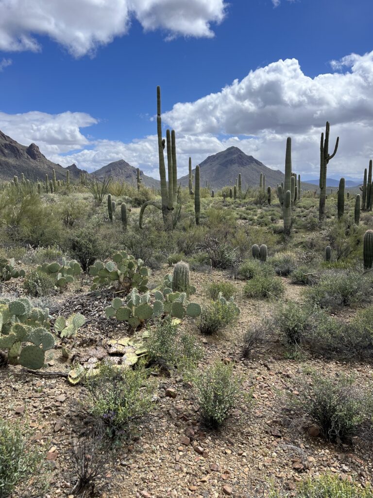 The Tucson Mountain Park offers an endless supply of hiking and mountain biking trails just outside of the city.