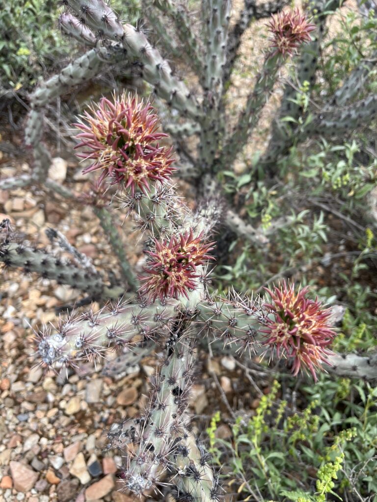 Tuscon Arizona Hikes are filled with gorgeous cacti!