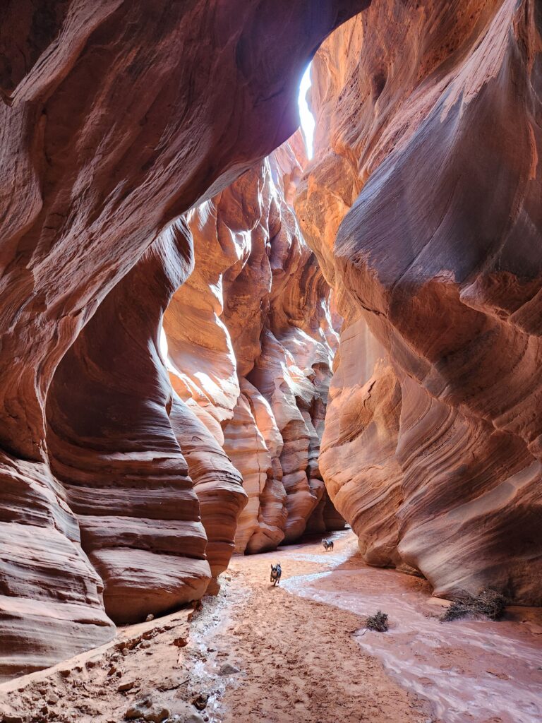 Buckskin Gulch with dogs