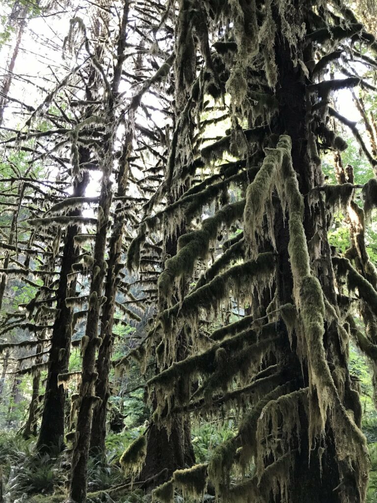 The Hoh Rainforest Trail in Olympic National Park is a great day hike or backpacking trip.