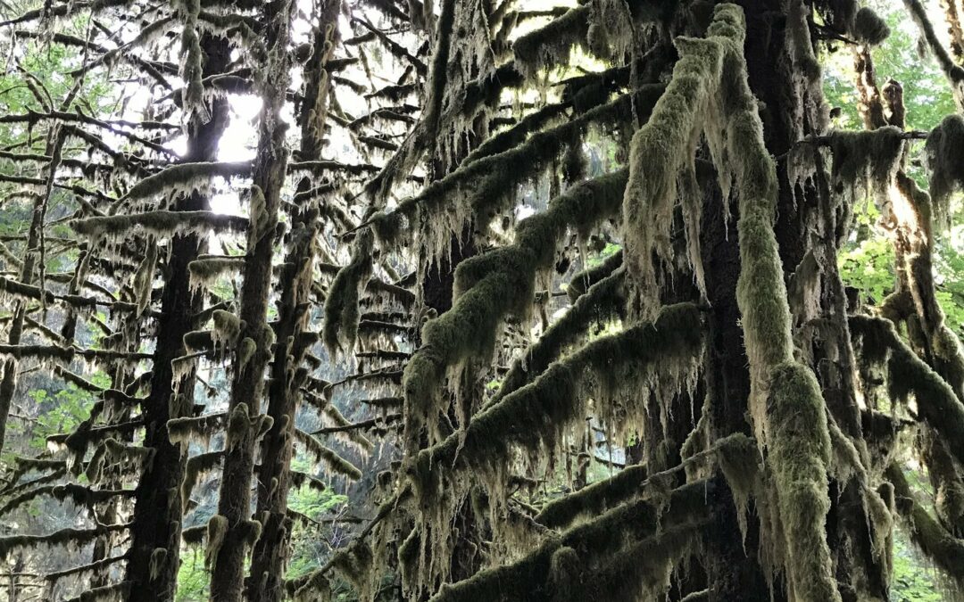 Five Olympic National Park Day Hikes