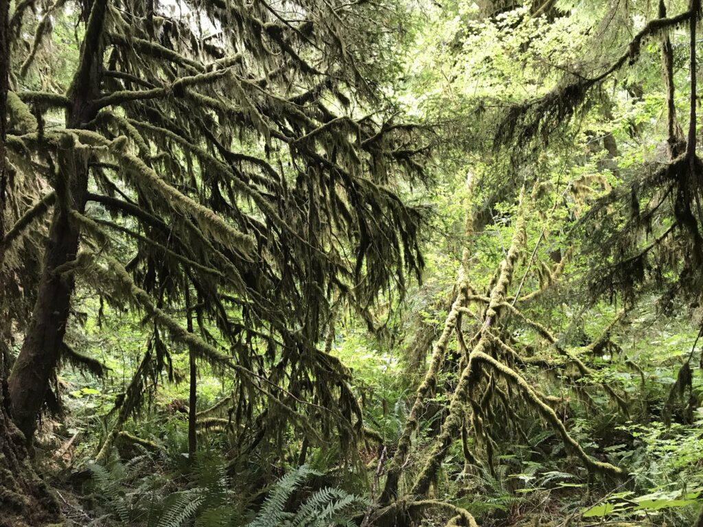 Sol Duc Falls Hike Olympic National Park