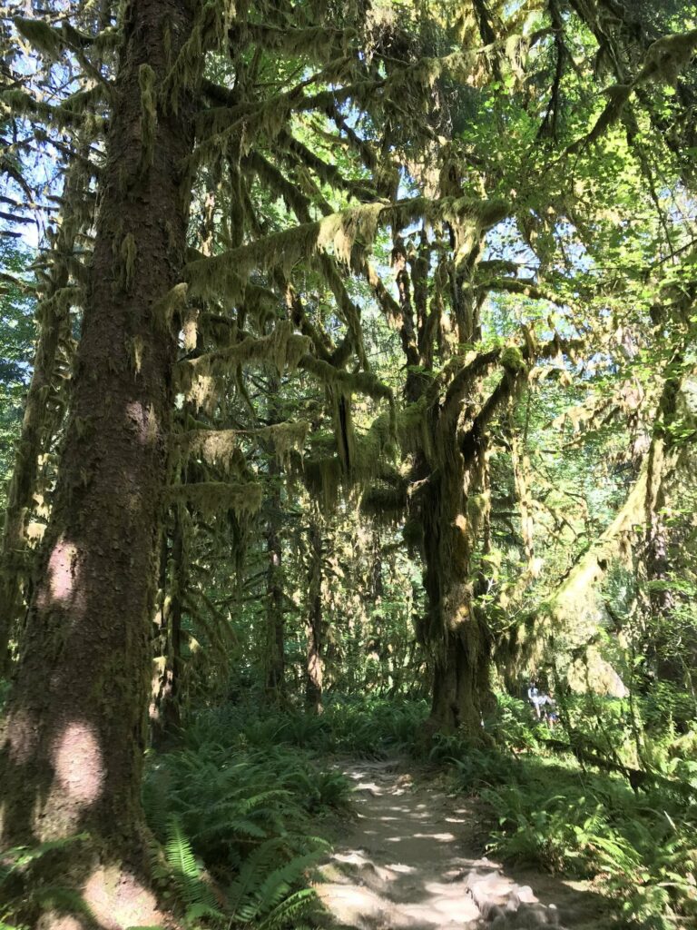 Olympic National Park Hiking Trails